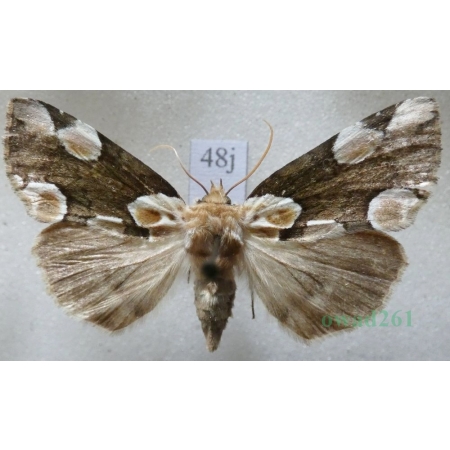Thyatira batis (Linnaeus, 1758) Plamówka malinówka Czech48j